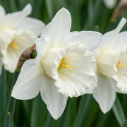 Trompetnarcis &