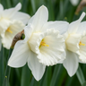 Trompetnarcis 'Mount Hood' bloembollen, wit