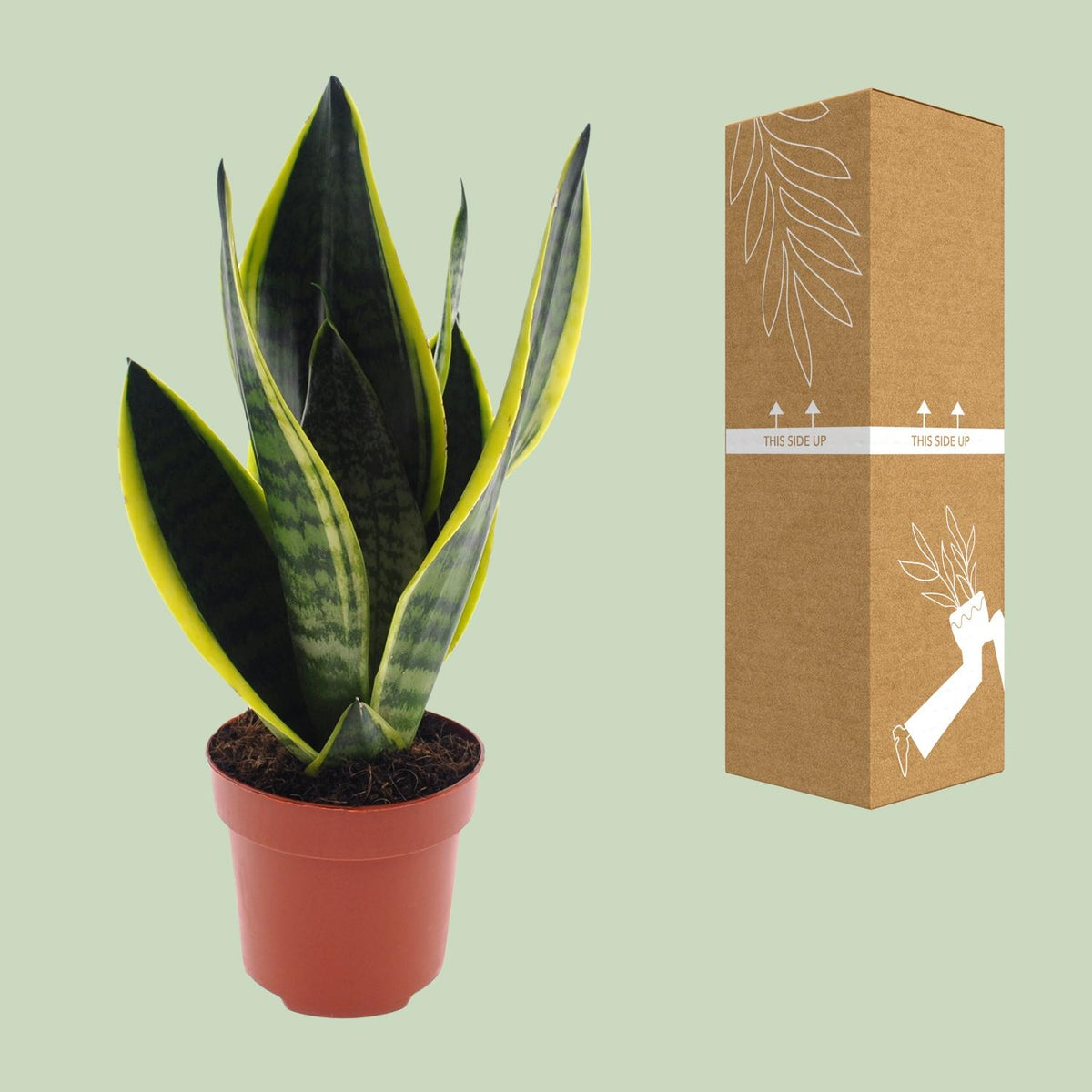 Detailfoto van Sansevieria Futura Superba