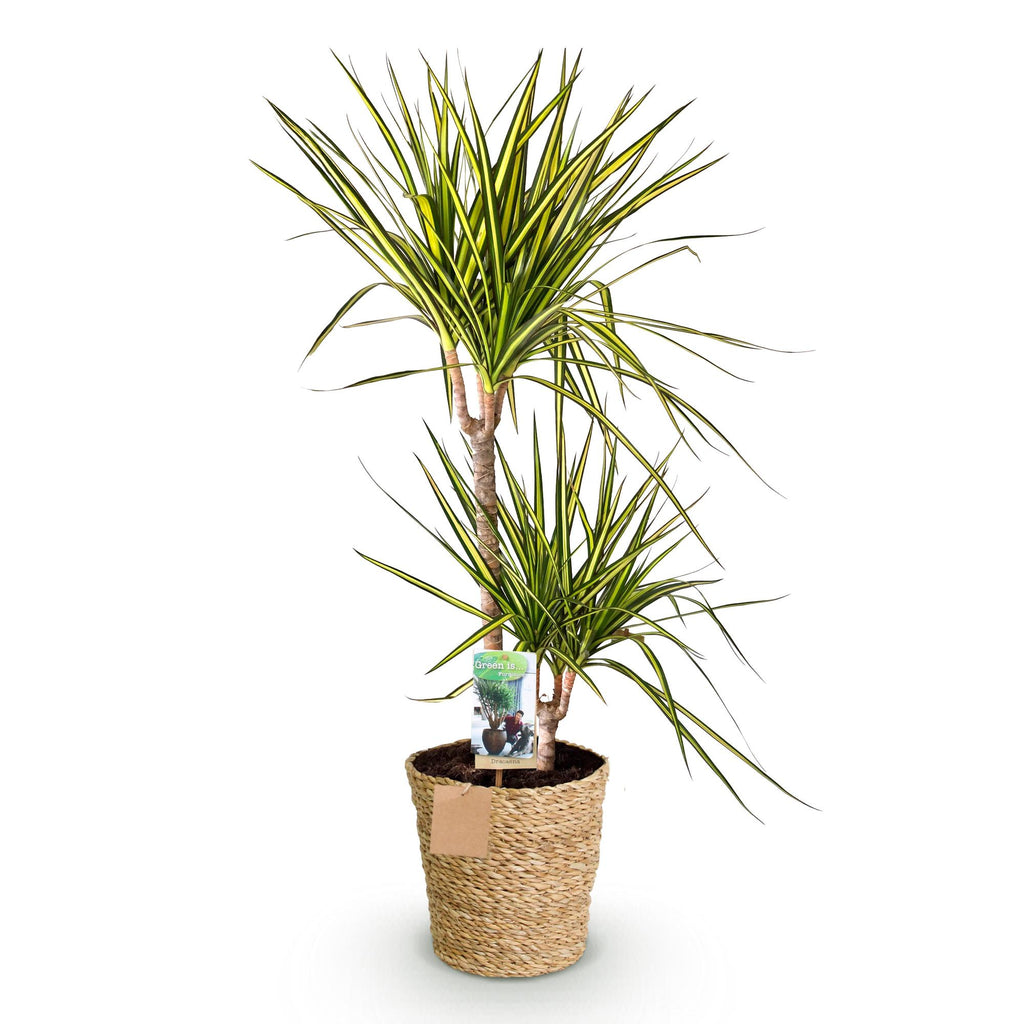 Dracaena Sunray, kenmerkend blad