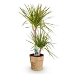 Dracaena Sunray, kenmerkend blad