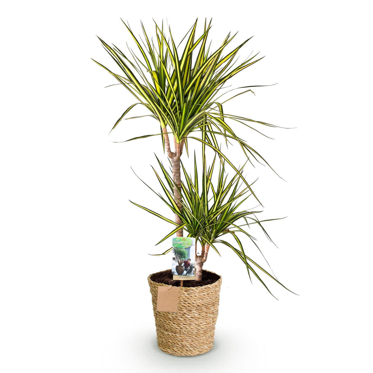 Dracaena Sunray, kenmerkend blad