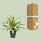 Detailfoto van Dracaena Fragrans Lemon Lime