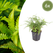 Polystichum set. &