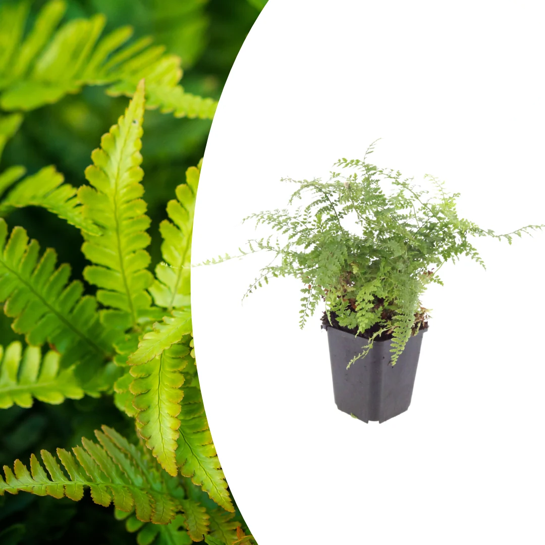 Polystichum set. 'Herrenhausen', plant in pot