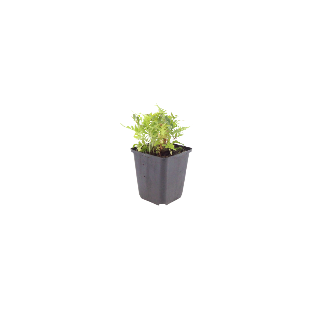 Polypodium vulgare, groene bladeren