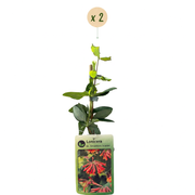 Rode kamperfoelie Lonicera &