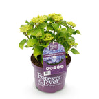 Hortensia Hydrangea Forever & Ever blauw, kenmerkend blad