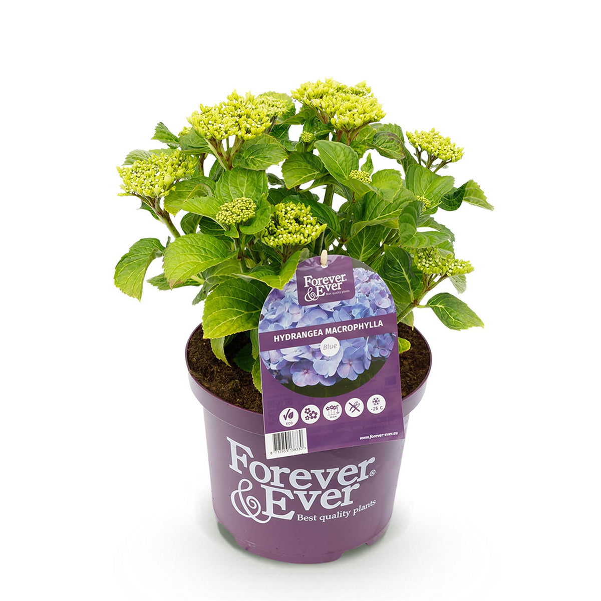 Hortensia Hydrangea Forever & Ever blauw, kenmerkend blad