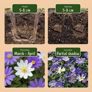Griekse anemoon Anemone blanda mix bloembollen, foto 4
