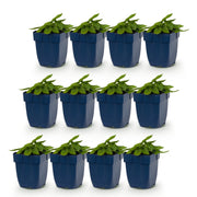 12x Stachys off. Alba - Ezeloor - Wit