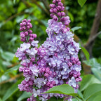 Gewone sering Michel Buchner, heester met roze bloemen, groeiwijze van de plant