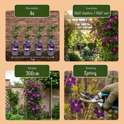 Clematis &