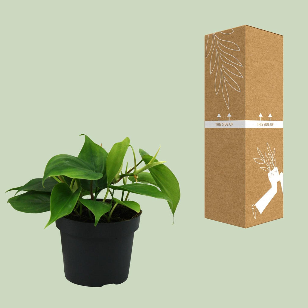 Detailfoto van Philodendron Scandens