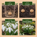 Grote sneeuwklokjes Galanthus elwesii bloembollen, foto 4
