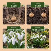 Grote sneeuwklokjes Galanthus elwesii bloembollen, foto 4