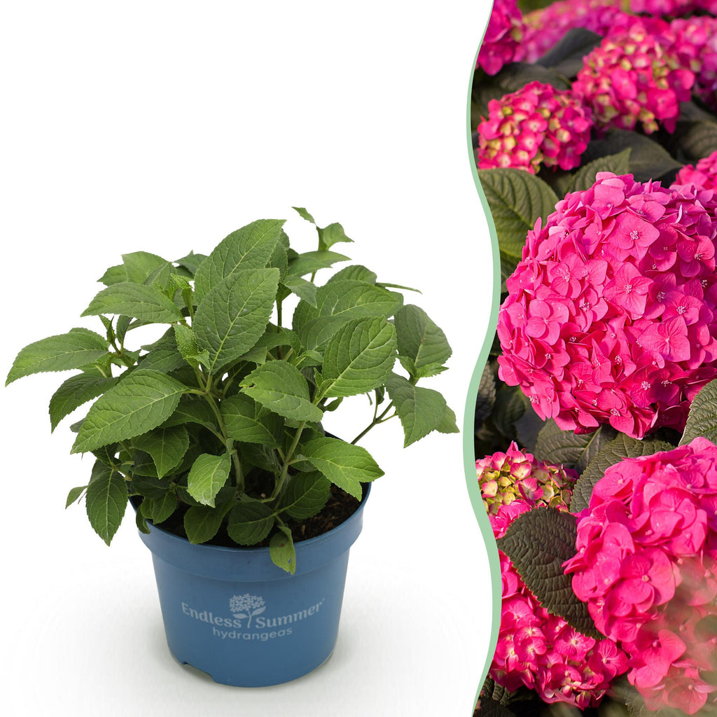 Hortensia Endless Summer Summer Love Red, plant in pot