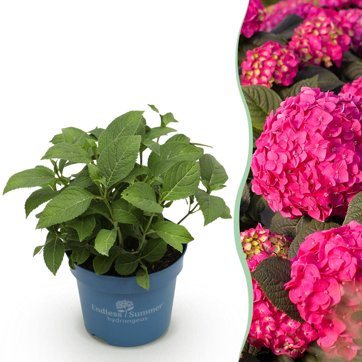 Hortensia Endless Summer Summer Love Red, plant in pot