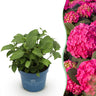 Hortensia Endless Summer Summer Love Red