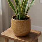 Pot Gabriel rond oker, plant in pot