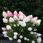 Pluimhortensia Living Pink & Rose, sterke plant