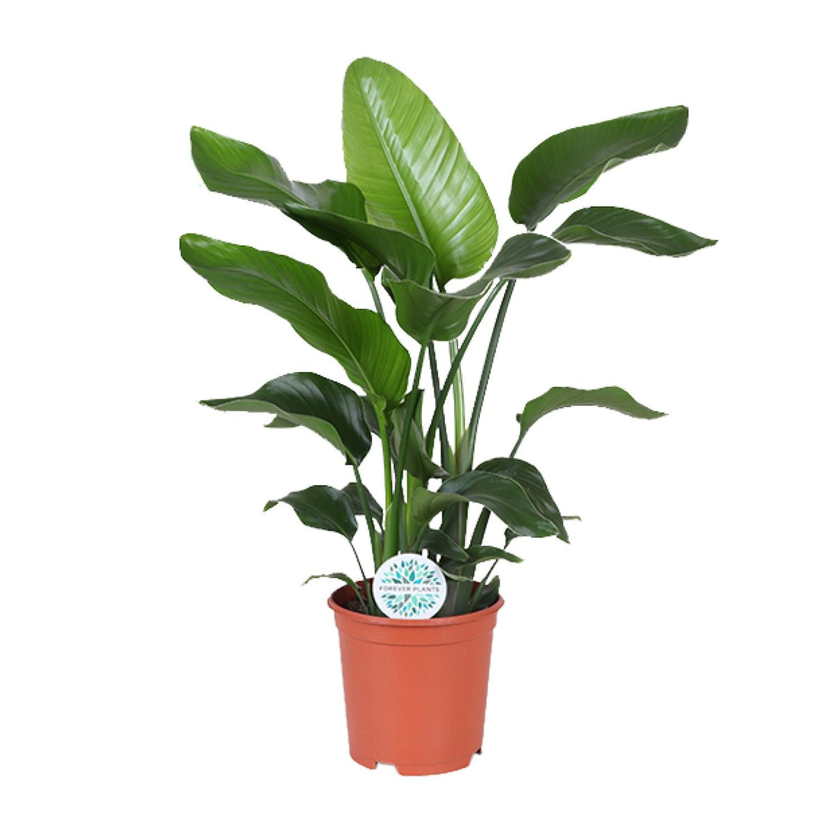 Productfoto van Strelitzia Nicolai