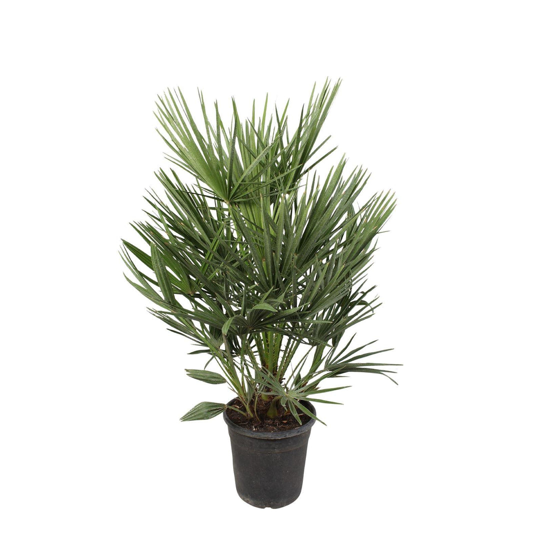 Chamaerops Humilis xl-online kopen? | Veilig betalen