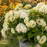 2x Hydrangea arborescens FlowerWOW