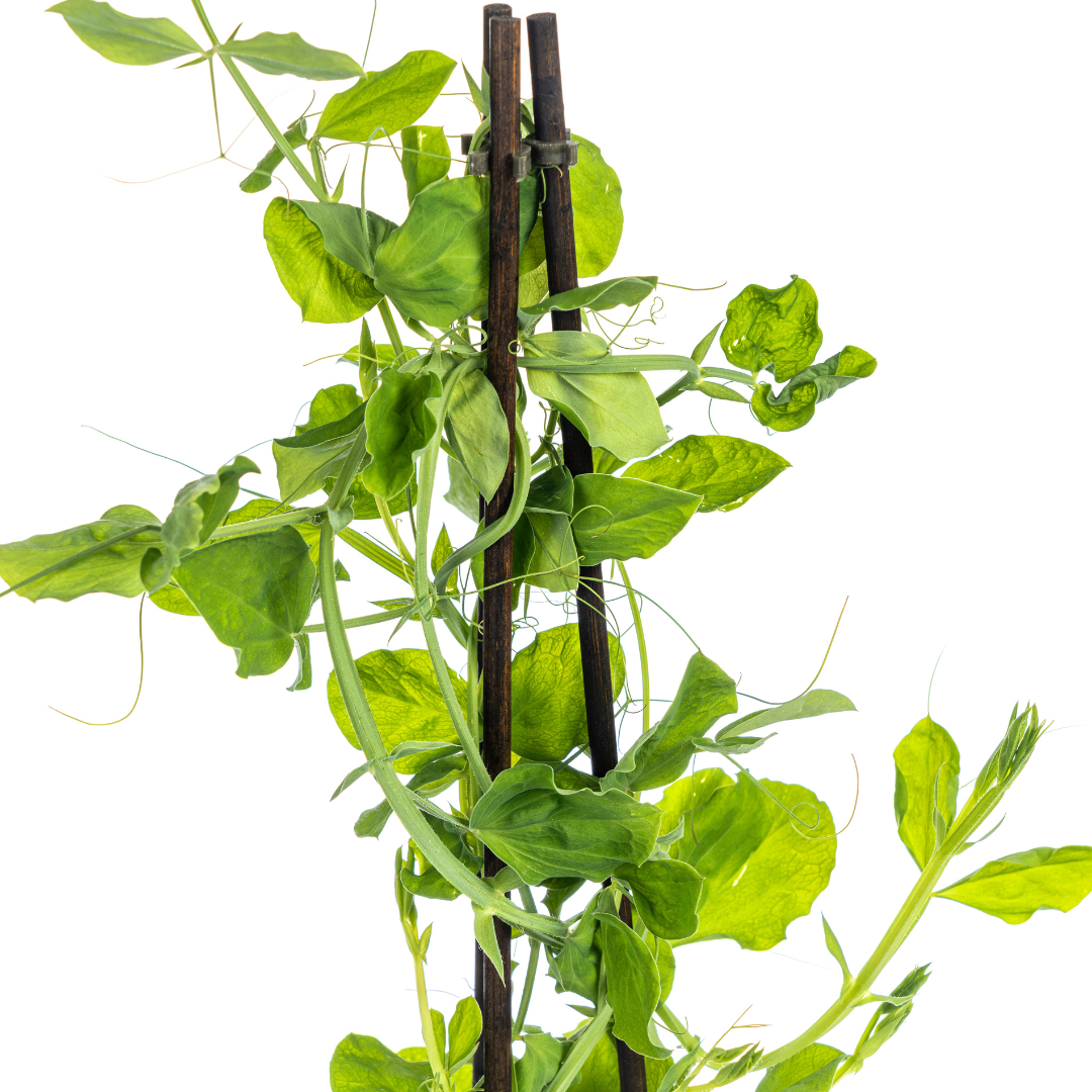 4x Lathyrus Odoratus, detail van het blad