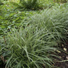 12x Carex morrowii 'Ice Dance'