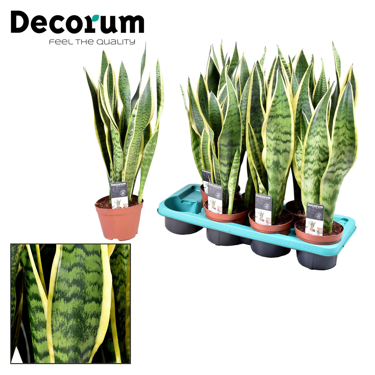 Productfoto van Sansevieria Laurentii