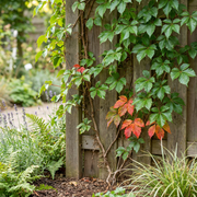 Wilde wingerd Parthenocissus &