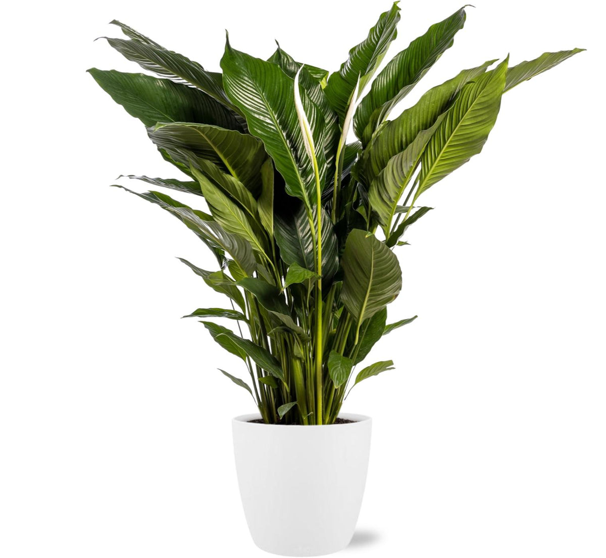 Productfoto van Spathiphyllum Sweet Sebastiano