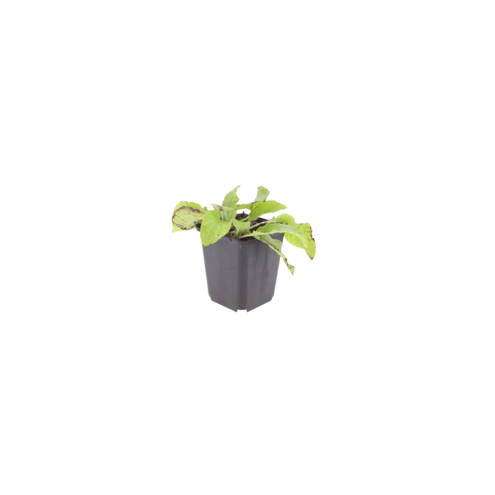 Symphytum grand. &