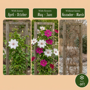 Clematis duo roze en wit - bosrank - set van 2 - Ø9 cm