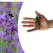 Lavendel Lavandula &
