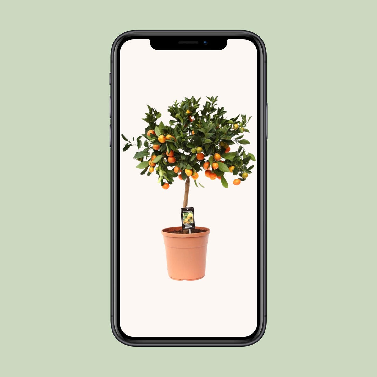 Detailfoto van Citrus Calamondin