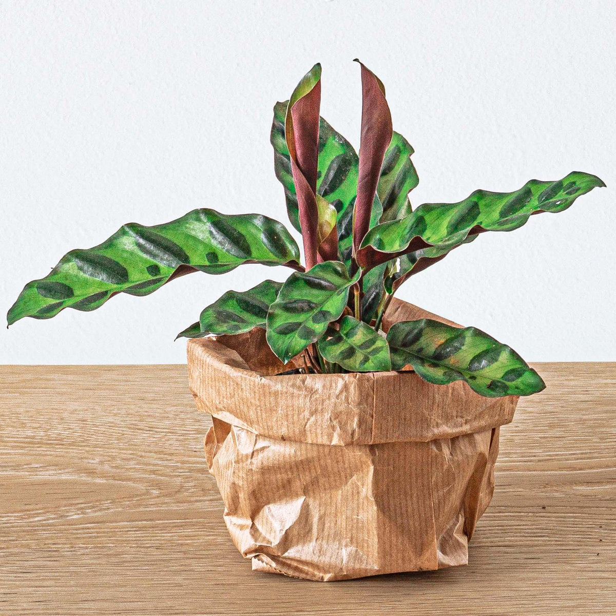 Calathea lancifolia, terrariumplant met gestreept blad, plant in pot