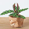 Calathea lancifolia, terrariumplant met gestreept blad