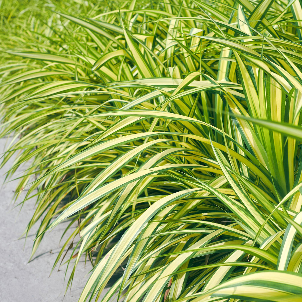 Carex oshimensis Evergold, groene bladeren
