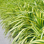 Carex oshimensis Evergold, groene bladeren