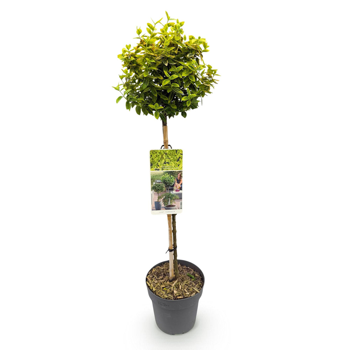 Euonymus fortunei Emerald n Gold, kenmerkend blad