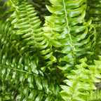 Nephrolepsis exaltata Green Lady met mand, plant in kweekpot