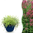 Thymus praecox 'Red Carpet' - rode kruiptijm, plant in pot