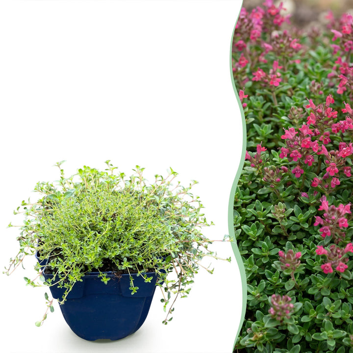 Thymus praecox Red Carpet - KruipTijm - Geurend - Rood-Roze - 24 Planten