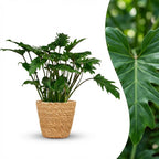 Philodendron Xanadu met Mand, detail van het blad