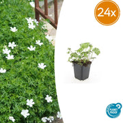 Geranium sang. &