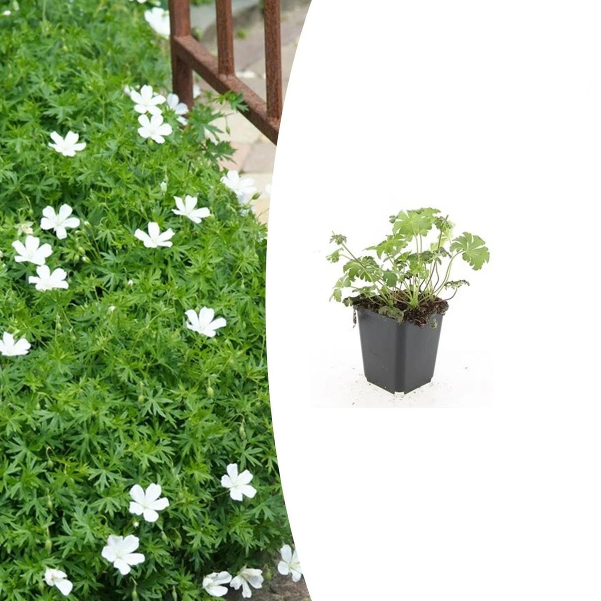 Geranium sang. 'Album', kenmerkend blad