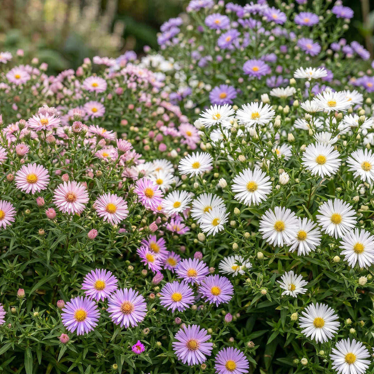 Zee aster Tricolour, met paarse, roze en witte bloemen, groene bladeren