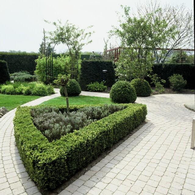 Buxus Sempervirens, 10-25 cm hoog, kenmerkend blad
